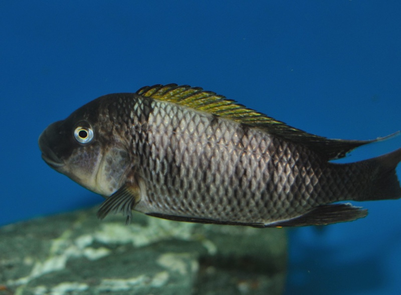 Petrochromis famula 'Zongwe' (Sangala)